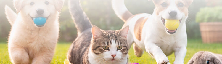 Productos para Mascotas
