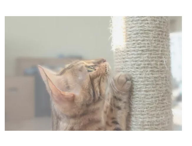 1 Rollo Cabuya Mecate Cuerda Soga De Yute Fique Ecologica